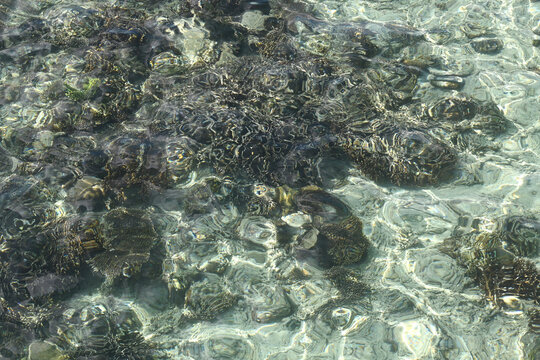 Sea turtle swimming in clear ocean water with sunlight