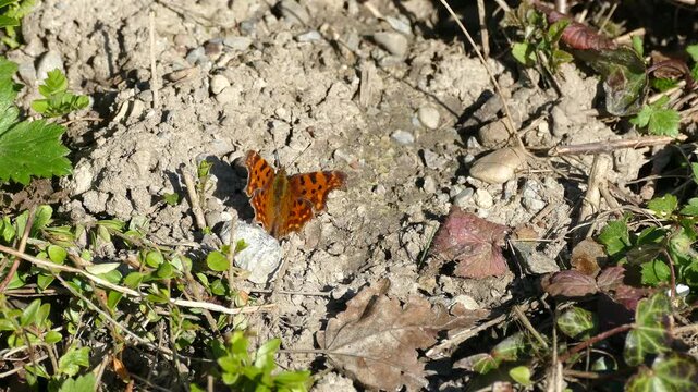 Comma butterfly (Polygonia c-album) sitting on the ground in Zurich, Switzerland
