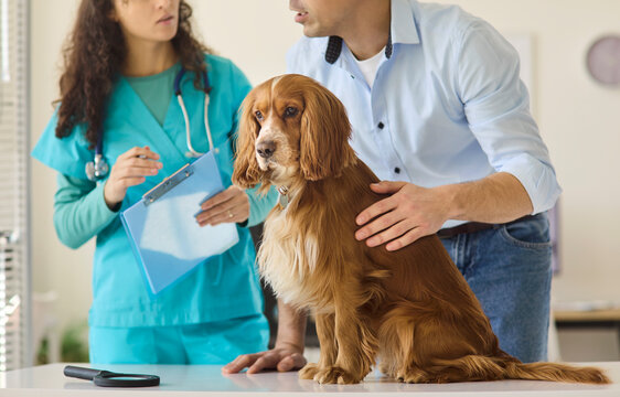 Veterinarian examines dog with owner in clinic consultation. Spaniel sits on exam table as nurse checks clipboard showing pet healthcare, vaccination and caring service. Main idea is vet care.
