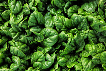 Spinach plantation. A fresh harvest of green spinach leaves. Harvesting in autumn. Work on the land. A farm for growing organic spinach. Agricultural industry. Harvesting of spinach leaves. Organic © Alla