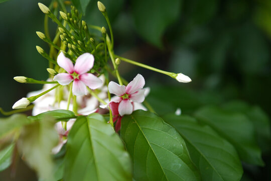 Delicate pink and white flowers on lush green plant