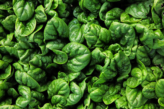 Spinach plantation. A fresh harvest of green spinach leaves. Harvesting in autumn. Work on the land. A farm for growing organic spinach. Agricultural industry. Harvesting of spinach leaves. Organic