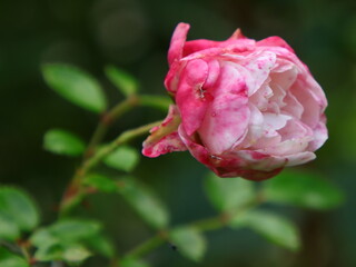 Obraz premium Rose gefüllt in rosa weiß
