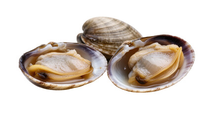 Isolated fresh raw clams and shellfish bivalve mollusks ready for cooking or eating © Maria