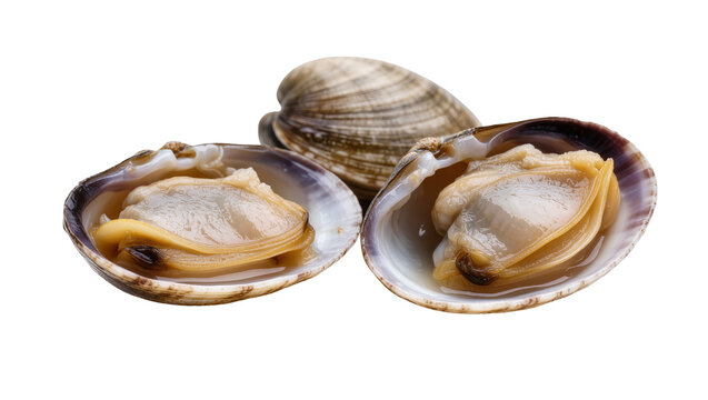 Isolated fresh raw clams and shellfish bivalve mollusks ready for cooking or eating