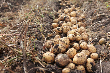 Potato crop is on the ground. Harvesting potatoes. Potato tubers are dug out of the ground. Fresh organic products. A farm with organic vegetables. A large potato harvest.