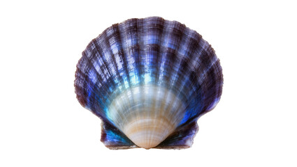 Obraz premium Isolated beautiful vibrant blue and purple iridescent natural scallop shell, marine mollusk