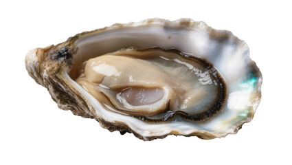 Isolated fresh raw oyster in open shell, delicious seafood delicacy, gourmet meal ingredient. © Maria