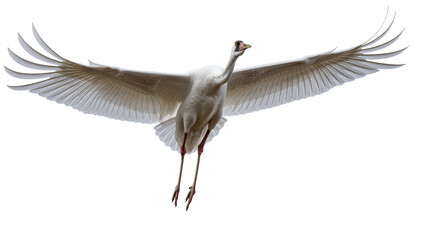Obraz premium Isolated majestic white crane soaring gracefully with outstretched wings and long dangling legs