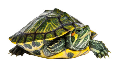 Fototapeta premium Isolated red-eared slider turtle, a colorful pet reptile with green shell and yellow markings