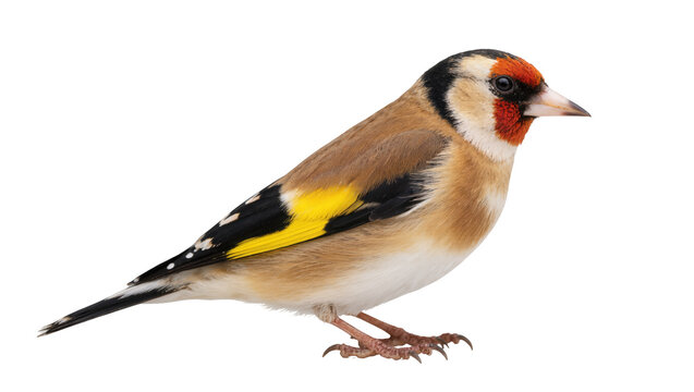 Isolated European Goldfinch profile with distinctive red face and vibrant yellow wing bar