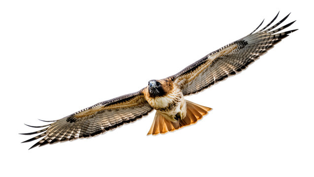 Isolated majestic red-tailed hawk soaring with wings spread, powerful flight, hunting predator