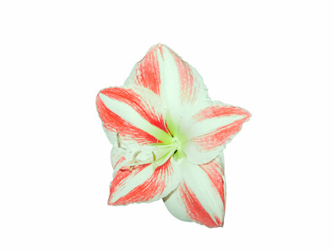 Die wundesch&ouml;ne Bl&uuml;te der Amaryllis