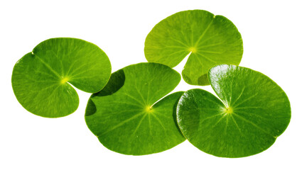 Isolated vibrant green round aquatic plant leaves, fresh water pennywort or lily pads © Maria