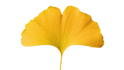 Naklejka premium Isolated vibrant golden yellow ginkgo leaf with beautiful autumnal hues and intricate patterns