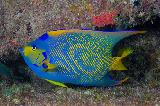 A beautiful Queen Angelfish swimming underwater on a reef, Holacanthus ciliaris