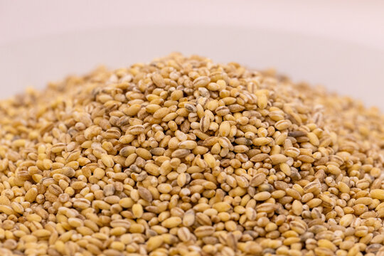 Pearl barley grains textured background. Close-up. Macro. Raw peeled cereal pattern, organic pearl barley wallpaper. 