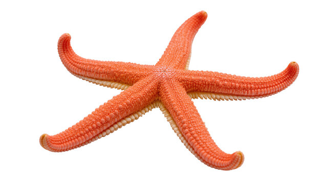 Isolated orange starfish, a beautiful five-armed marine animal found in ocean waters