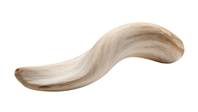 Isolated beautifully weathered organic smooth S-shaped light wooden decorative piece