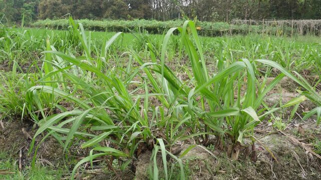 Green Leafy Crop Growing in Field