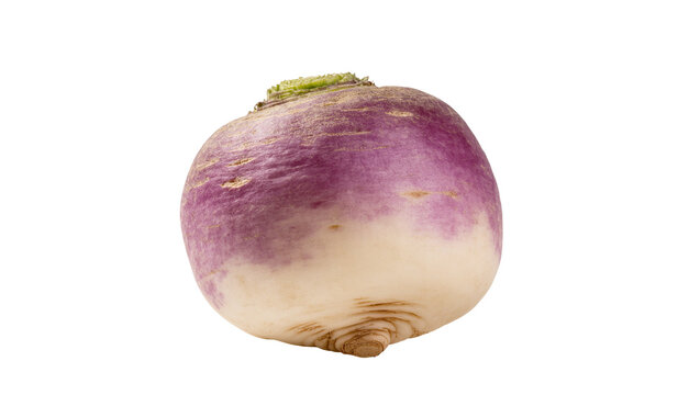 Isolated fresh organic purple and white turnip, a healthy root vegetable, ready for cooking