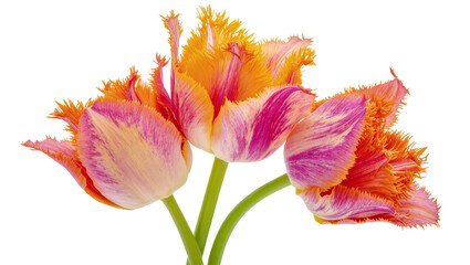 Isolated vibrant fringed parrot tulips with ruffled petals showing beautiful pink and orange colors © Fried