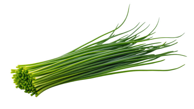 Isolated fresh green chives bunch ready for culinary use, flavorful herbal ingredient