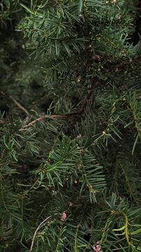 Vertical cinematic pan across green yew tree branches. Close up of coniferous needles in natural sunlight. High quality footage.