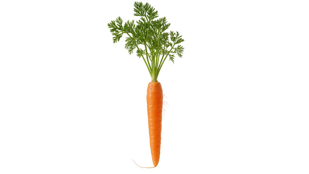 Isolated fresh organic carrot with vibrant green tops, a healthy and natural root vegetable