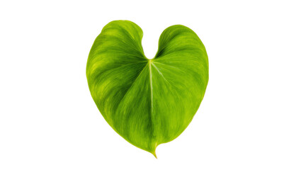 Isolated vibrant green heart-shaped leaf with prominent veins on a plain backdrop. © Femke