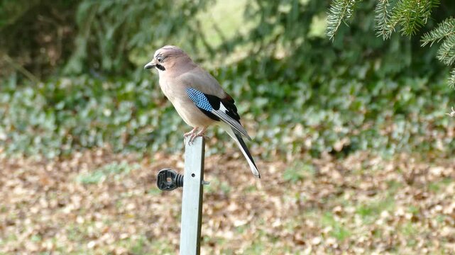 Eurasian Jay (Garrulus glandarius) perched on a pole in Zurich, Switzerland