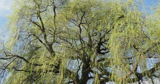 (Salix babylonica) Babylon willow tree with deep brown twisted branches and yellowish drooping long shoots adorned with green lanceolate leaves, buds and catkins, swaying graciously in the wind
