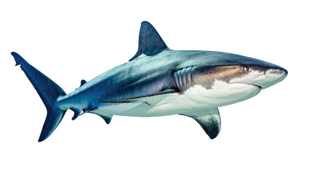 Isolated majestic great white shark with sleek body and sharp fins ready to hunt prey