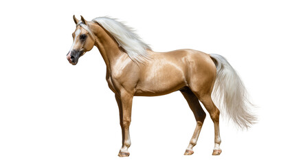 Isolated Palomino horse with golden coat and flowing white mane and tail standing gracefully © Vetle