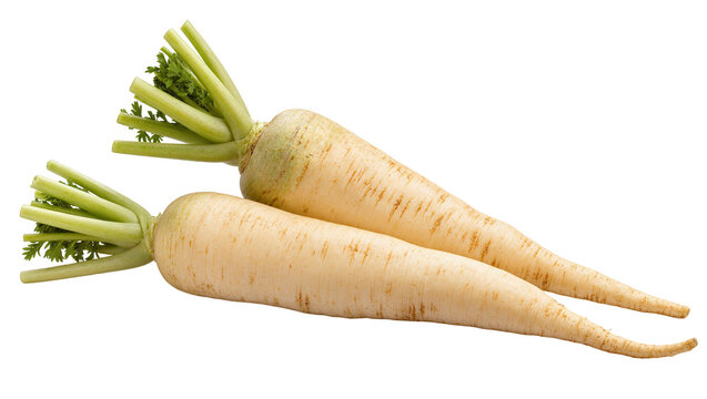 Isolated fresh raw parsnips with vibrant green leaves, healthy organic root vegetables