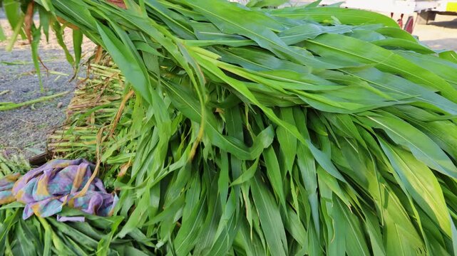 fresh green fodder grass bundles arranged for livestock feed at rural market
