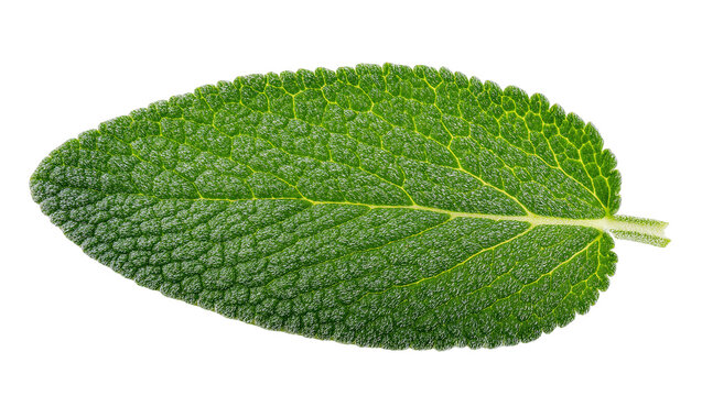 Isolated fresh green sage leaf, vibrant herb with unique textured surface and visible veins