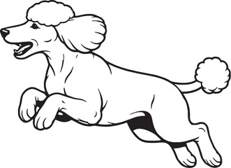 Fototapeta premium Standard Poodle Jumping Mid Air Side View Black and White Line Art Illustration