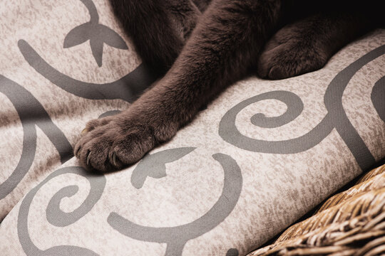 grey cat in wicker chair