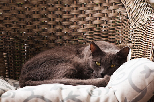 grey cat in wicker chair