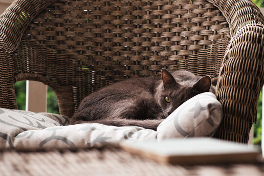 grey cat in wicker chair