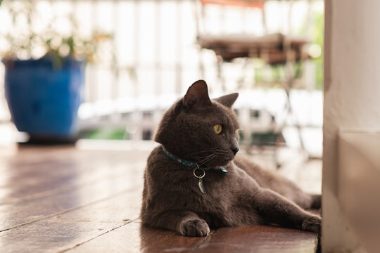 cat lying on veranda with collar and tag