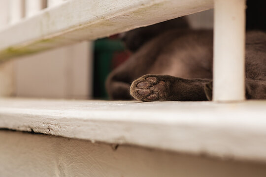 cat lying down with food pad, the beans, on display