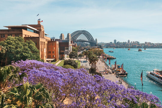 Jacarandas bloom over Circular Quay Sydney