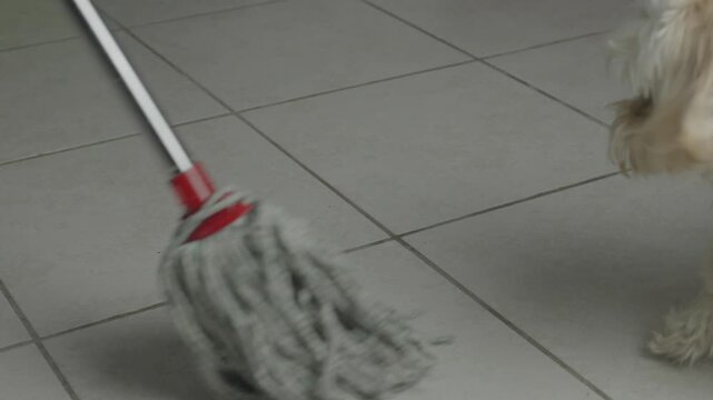 Playful Maltipoo tries to bite a mop while a person cleans the floor in a funny home moment.