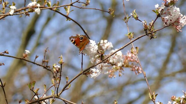 European peacock butterfly (Aglais io) moving around on a white flower in Zurich, Switzerland