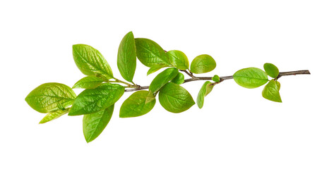 Fresh green twig with spring leaves isolated on white or transparent background