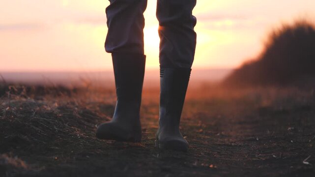 A farmer in rubber boots and a tablet in his hands walks through the green field in rubber boots, the concept of farming business, view the planted shoots of crops, the harvest of eco-crops.