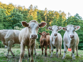 Vier K&uuml;he (eine braun, drei mit weissem Fell), schauen etwas von oben in die Kamera