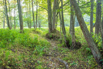 Fototapeta premium Dried-up forest stream bed in Bialowieza Forest, Poland
